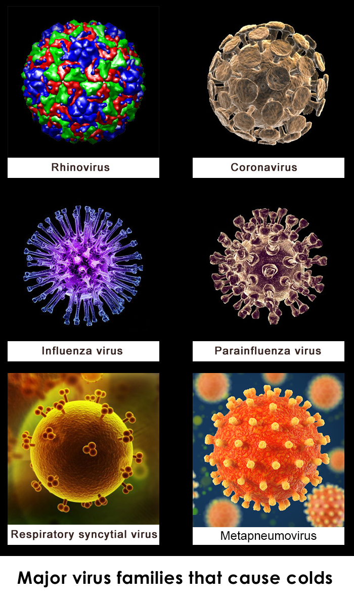 six viruses six viruses
